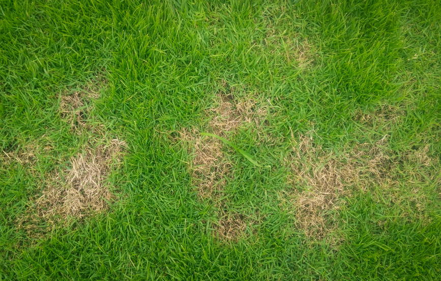 4 Common Lawn Care Mistakes and How to Fix Them